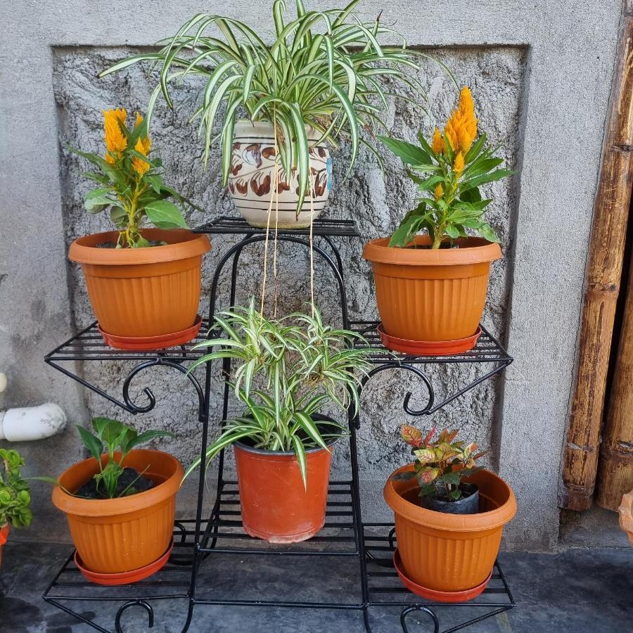Alohi The Terrace Homestay Tezpur Екстериор снимка